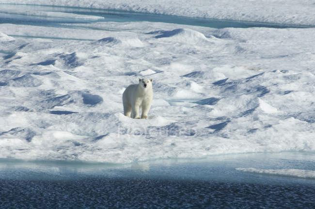 Polar bear walking across uneven surface of ice field. — Stock Photo