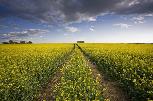 Landschaft blühender Rapspflanzen mit gelben Blüten. — Stockfoto