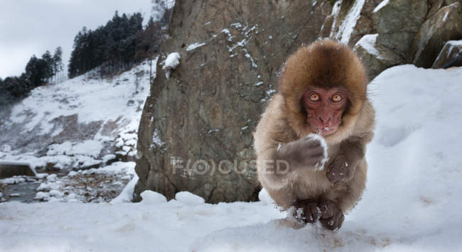 Macaco japonés en la nieve en la isla de Honshu . - foto de stock