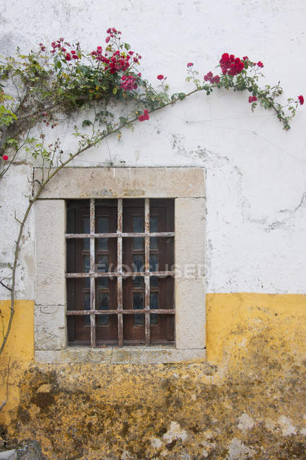 Стіна будинку з трояндами, що цвітуть над маленьким вікном . — стокове фото