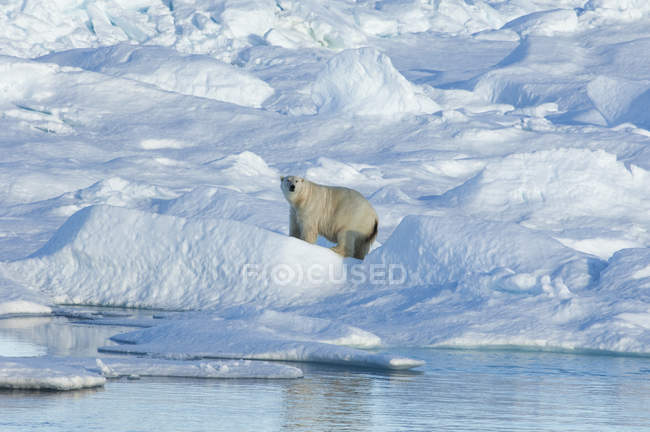 Полярний ведмідь авторитет серед брили льоду в канадської Арктики. — стокове фото