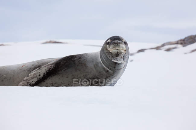 Leopard seal resting on snow in Antarctica — Stock Photo