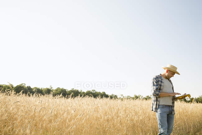 Contadino che indossa camicia a scacchi e cappello in piedi nel campo di grano e utilizzando tablet digitale . — Foto stock