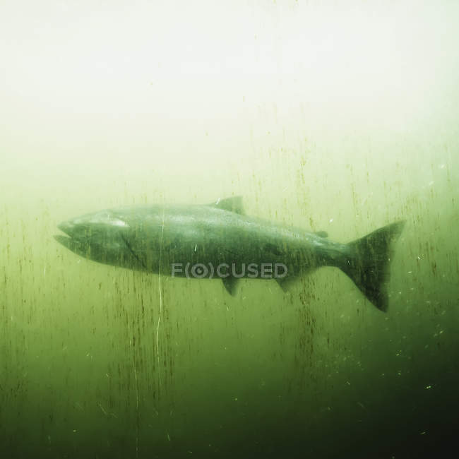 Lachs im Fischpass-Becken hinter schmutziger rustikaler Glasscheibe. — Stockfoto
