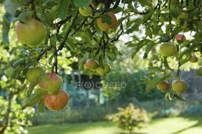 Яблоки, свисающие с ветки яблони . — стоковое фото