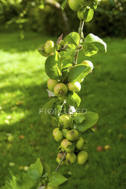 Bough of apple tree laden and bowed down with fruit. — Stock Photo
