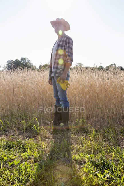 Farmer wearing checkered shirt and hat standing in wheat field and holding protective gloves — Stock Photo