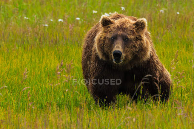 Бурый медведь, Национальный парк Лейк Кларк, Аляска, США — стоковое фото