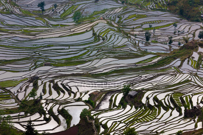 Veduta aerea di campi di riso terrazzati con acqua che riflette la luce solare a Yuanyang, Cina — Foto stock