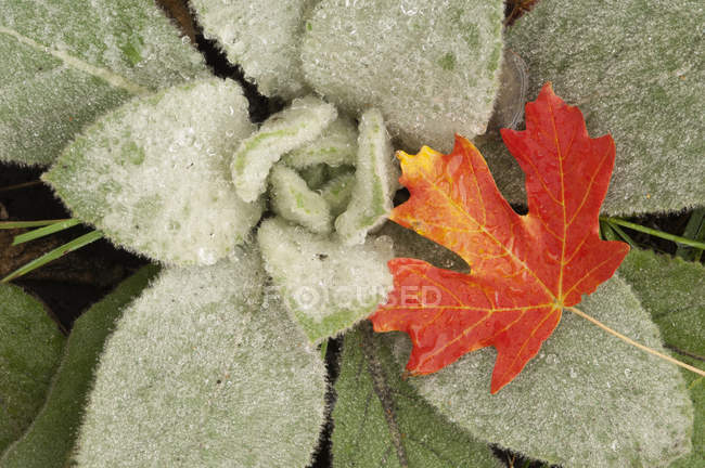 Ahornblatt in herbstlicher Farbe, das auf Blättern von Lammohren ruht. — Stockfoto