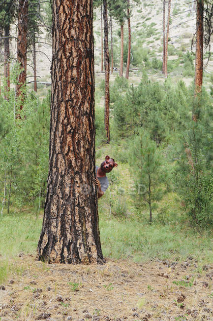 Hombre con máscara de oso mirando alrededor del tronco de pino Ponderosa en el bosque
. - foto de stock