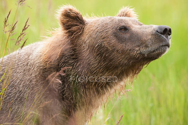 Brown bear in natural grassland, portrait. — Stock Photo
