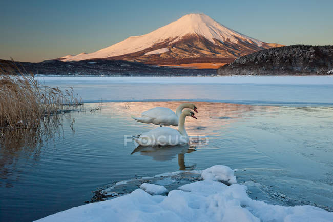 Пара немых лебедей на озере Кавагути с отражением горы Фудзи, Япония — стоковое фото