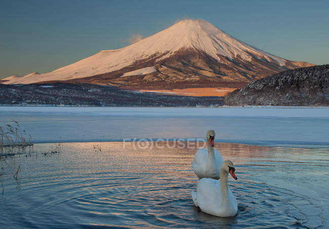 Pair of mute swans in Lake Kawaguchi disrupting reflection of Fuji mountain, Japan. — Stock Photo