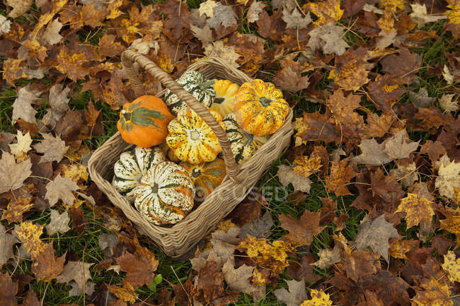 Basket with selection of squashes and gourds on autumnal leaves background. — Stock Photo