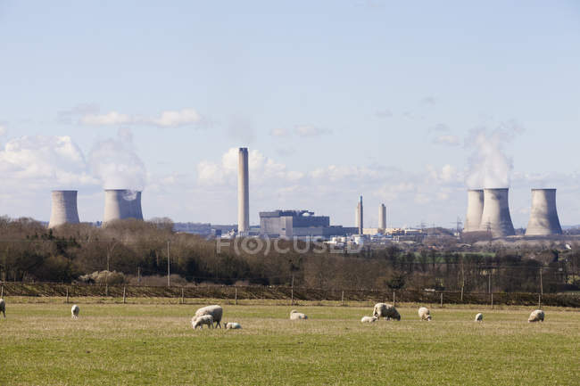 Herd of sheep on meadow with coal fired power station in Didcot, England. — Stock Photo
