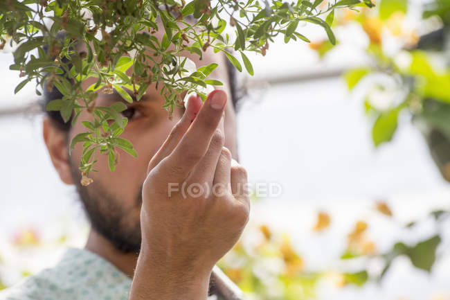 Close-up of man looking at plants in hanging basket. — Stock Photo