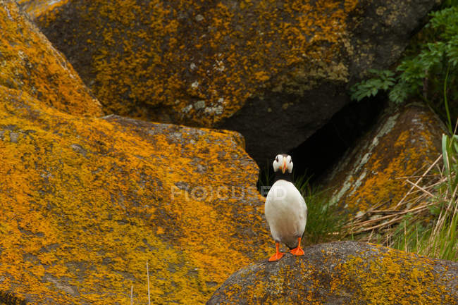 Horned puffin bird standing on mossy rocks. — Stock Photo