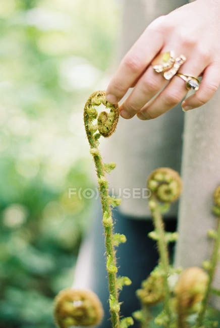 Close-up of female hand touching fiddlehead ferns. — Stock Photo
