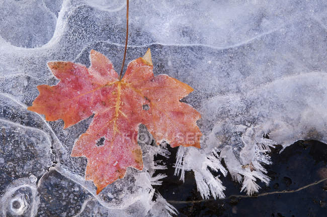 Maple leaf in autumn colors frozen on ice. — Stock Photo