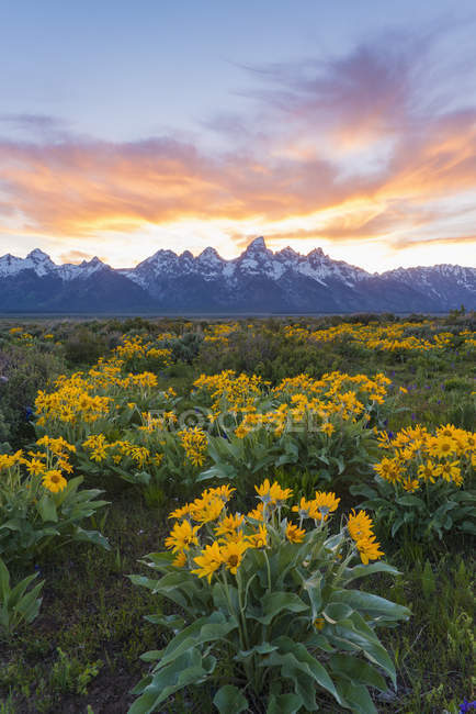 Florido prado de la cordillera de Teton en el parque nacional de Grand Teton al atardecer . - foto de stock