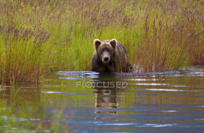 Ours brun dans le lac au parc national Katmai, Alaska, États-Unis . — Photo de stock