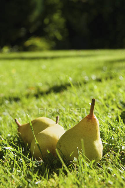 Peras tumbadas en la hierba en tierras de cultivo . - foto de stock