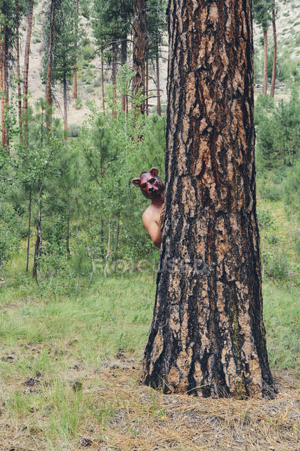 Hombre con máscara de oso mirando alrededor del tronco de pino Ponderosa en el bosque . - foto de stock