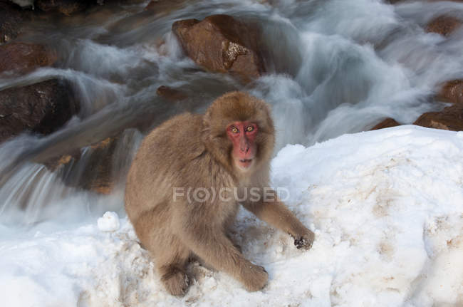 Macaco japonés en la nieve en la isla de Honshu . - foto de stock