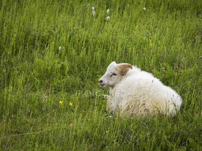 Cabra blanca descansando en hierba verde larga . - foto de stock