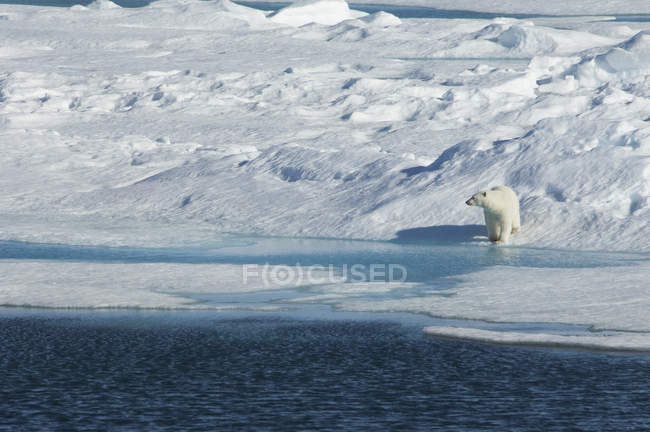 Белый медведь стоит на краю ледяного поля у воды . — стоковое фото