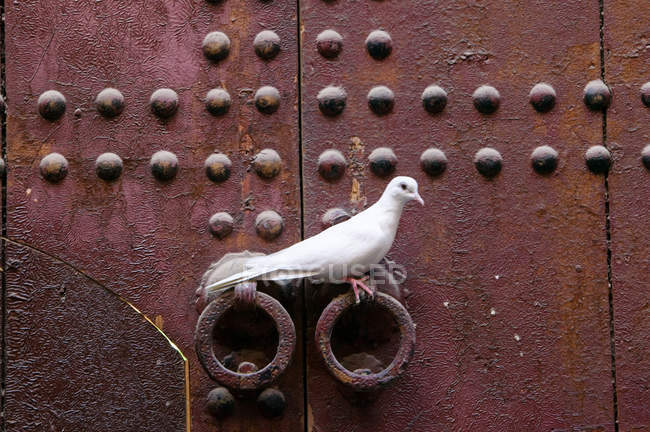 Colomba bianca con collo ad anello seduta sulla maniglia della porta in Marocco, Africa . — Foto stock