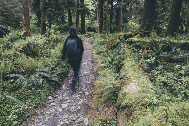 Blurred silhouette of female hiker walking on trail in temperate rain forest. — Stock Photo