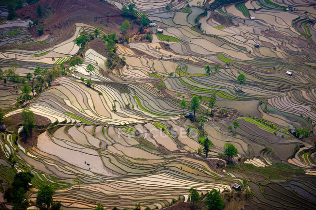 Vista aérea de los campos de arroz en terrazas en Yuanyang, China - foto de stock
