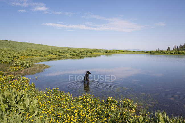 Black labrador dog paddling in lake water. — Stock Photo
