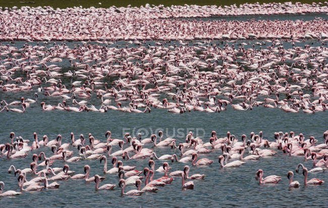 Lesser flamingos in water of Lake Narasha, Kenya — Stock Photo