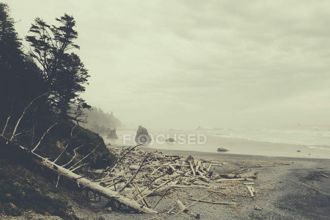 Küste von Rubinstrand mit Treibholzhaufen am Ufer, olympischer Nationalpark, USA — Stockfoto