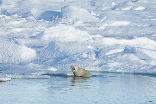 Polar bear sitting on ice floe in water in Canada. — Stock Photo