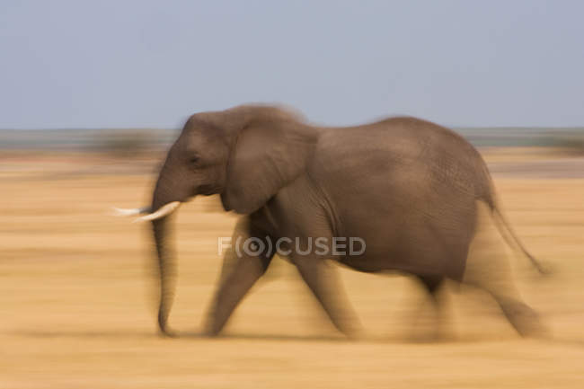 Elefante africano em movimento na pradaria no Botsuana — Fotografia de Stock