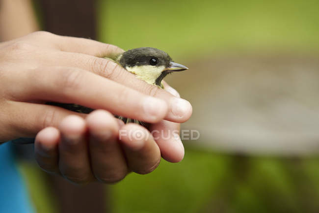 Manos de niña sosteniendo pequeño pájaro salvaje, primer plano . - foto de stock