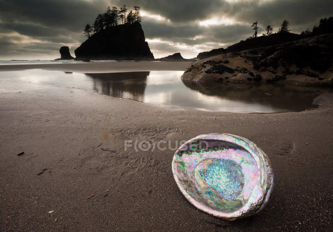 Close-up of abalone shell on sand of Second Beach, Olympic National Park, Washington, USA. — Stock Photo