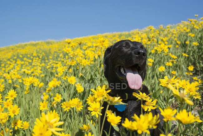 Black labrador cão sentado no prado de flores silvestres amarelas brilhantes . — Fotografia de Stock