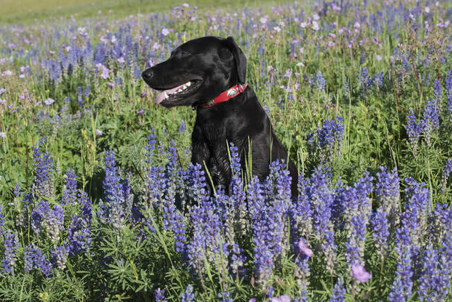 Black labrador dog sitting in field of blue flowers. — Stock Photo