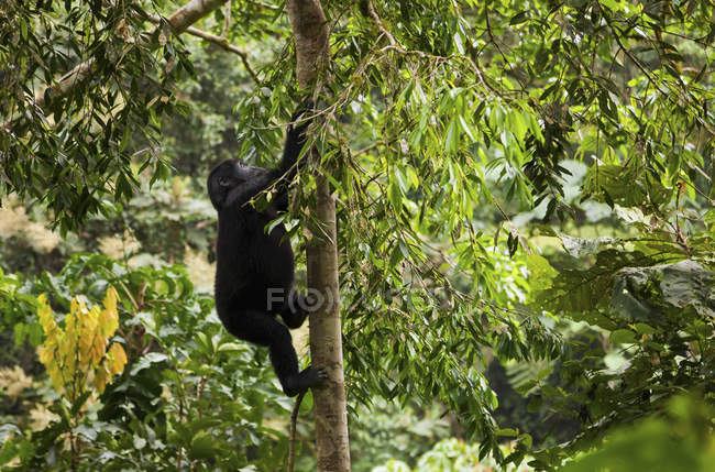 Juvenile mountain gorilla climbing on tree in Volcanoes National Park, Rwanda — Stock Photo