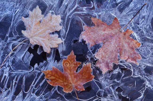 Maple leaves in autumn colors frozen on ice. — Stock Photo