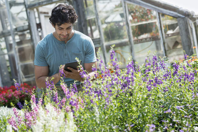 Молодой человек использует цифровую табличку в растительном питомнике, окруженном цветущими растениями . — стоковое фото