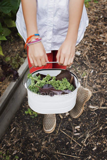 Cropped view of girl carrying pail of harvested salad leaves at farm. — Stock Photo