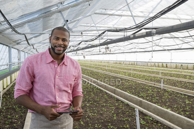 Jardinero de pie con tableta digital entre filas de plántulas en invernadero de vivero de plantas . - foto de stock
