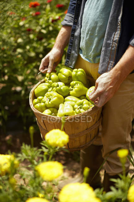 Vue recadrée de l'homme portant un panier complet de poivrons verts . — Photo de stock