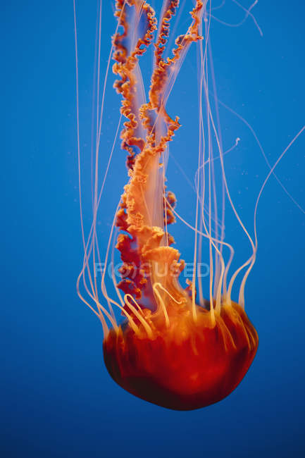 Meduse di ortica marina sott'acqua in acquario su fondo blu . — Foto stock